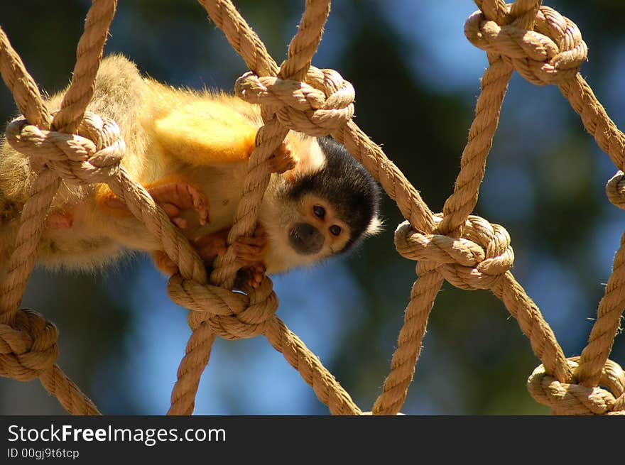 Squirral monkey on the ropes