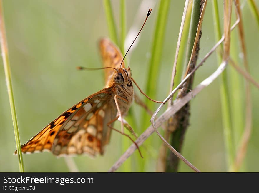 Orange butterfly