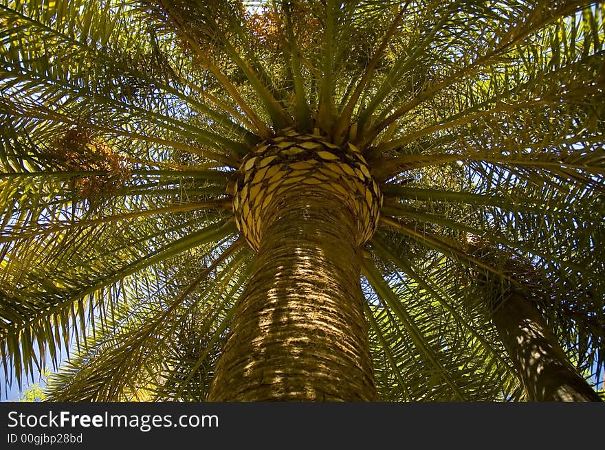 The Date Palm (Phoenix dactylifera) is a palm extensively cultivated for its edible fruit. Due to its long history of cultivation for fruit, its exact native distribution is unknown, but probably originated somewhere in the desert oases of northern Africa, and perhaps also southwest Asia.