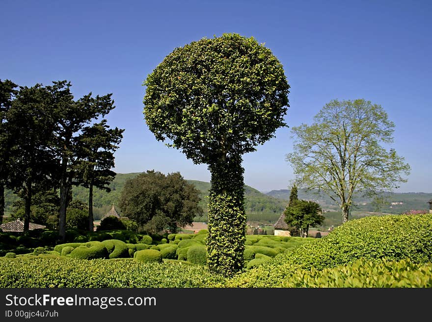 Round tree bush in landscaped gardens, marqueyssac,