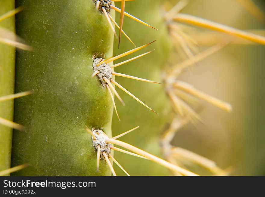 Detail macro photo of few sharp cactus spikes.