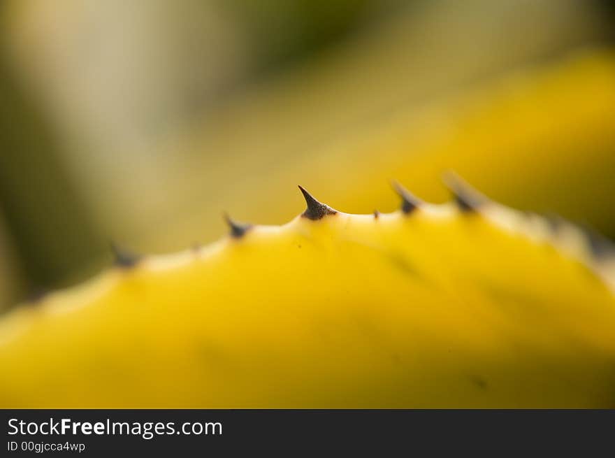 Detail macro photo of few sharp agave spikes.