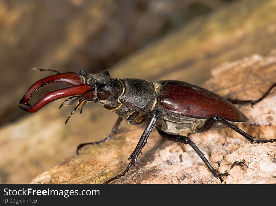 Close up of large european stag beetle. Close up of large european stag beetle