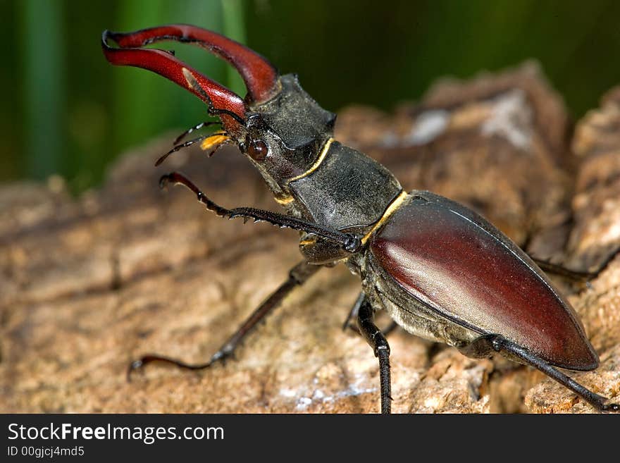 Close up of large european stag beetle. Close up of large european stag beetle