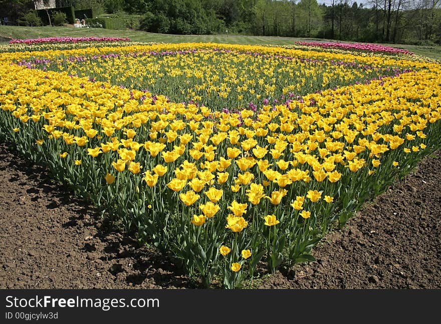 Flowerbed of tulips