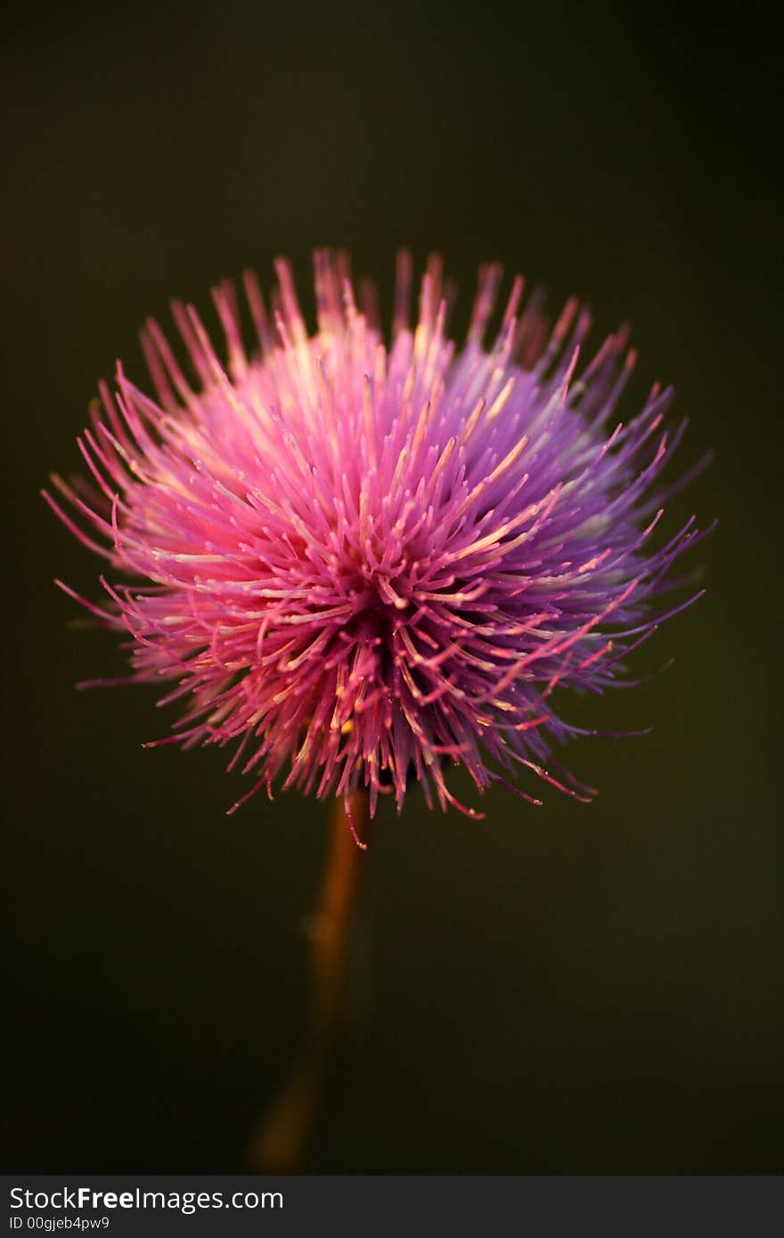 Hedgehog flower