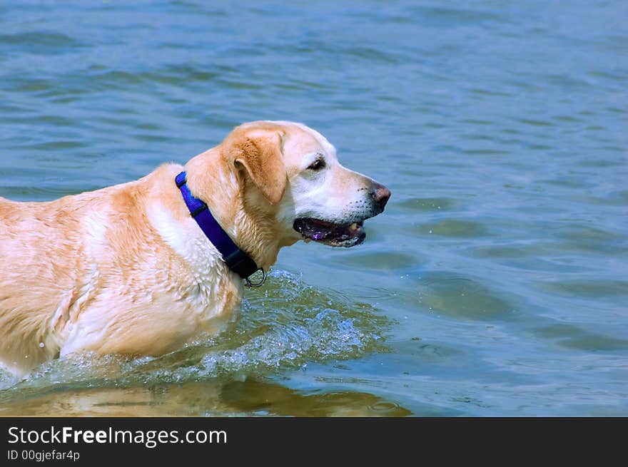 Labrador In The Sea