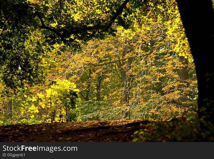 Early fall in park with colorful trees