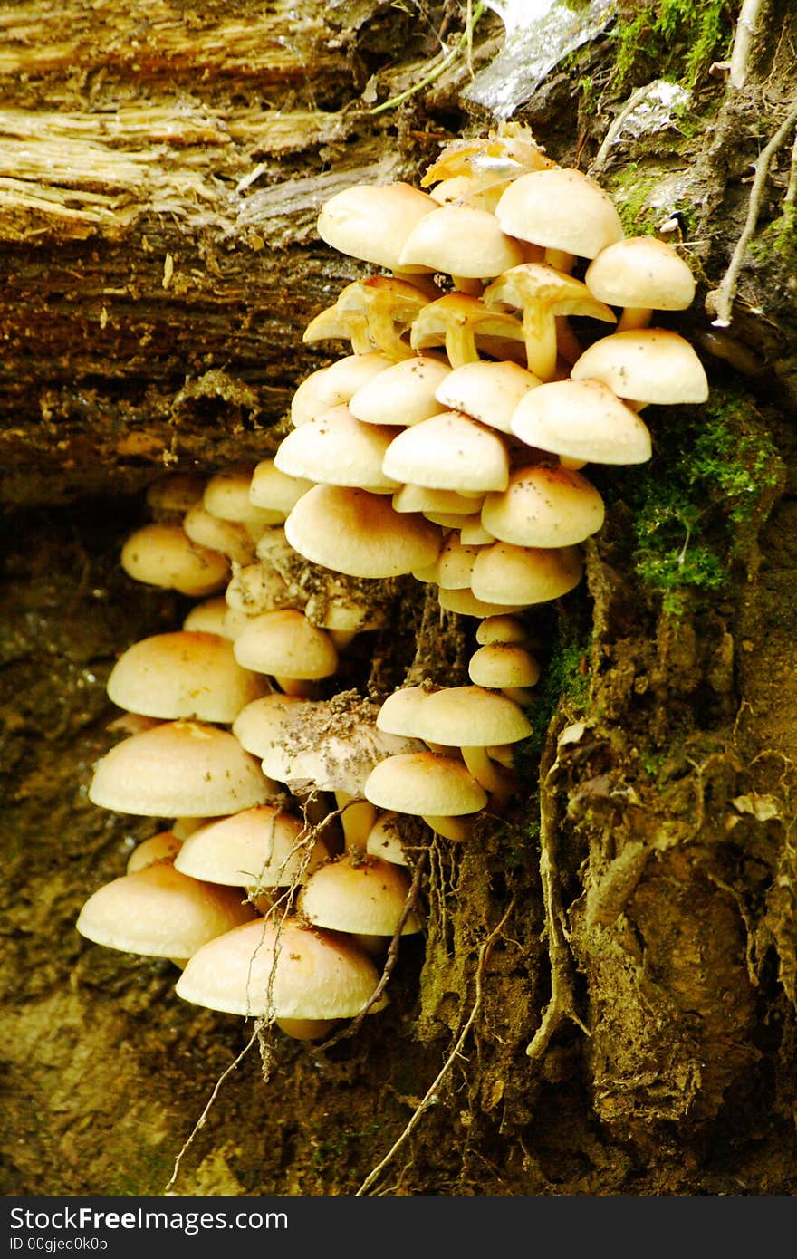 Group of mushrooms 1