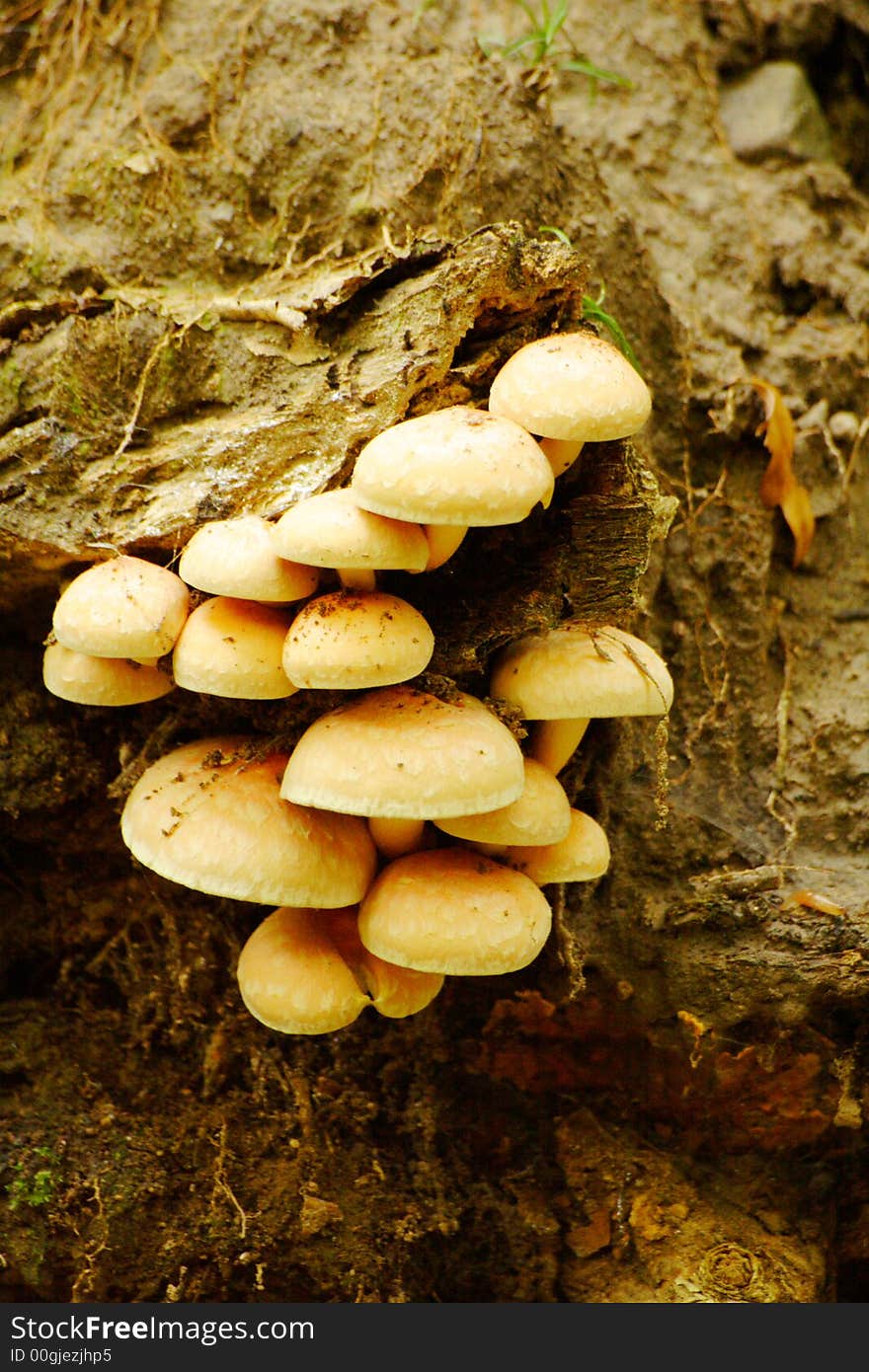 Group Of Mushrooms 2