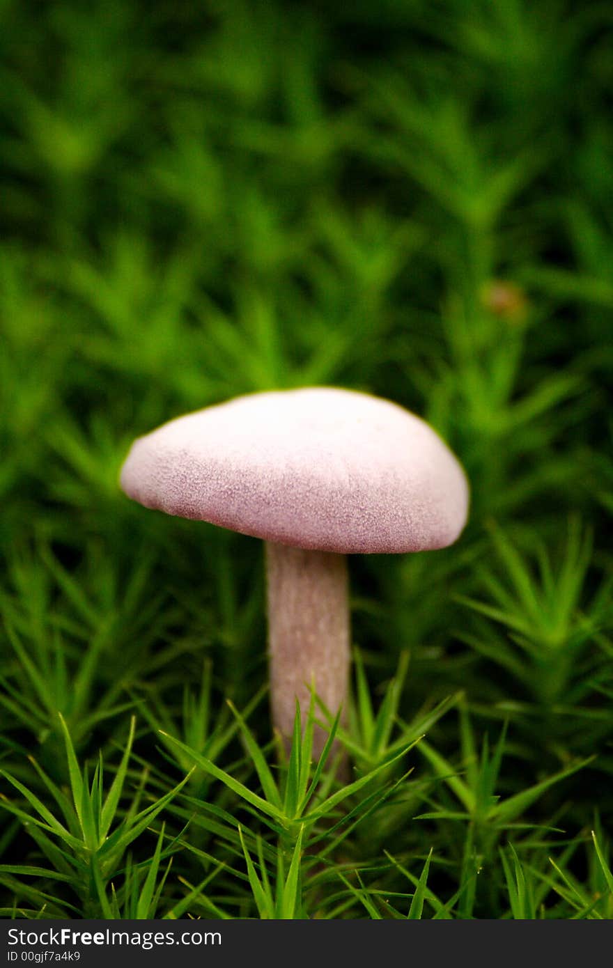 Mushroom in green moss