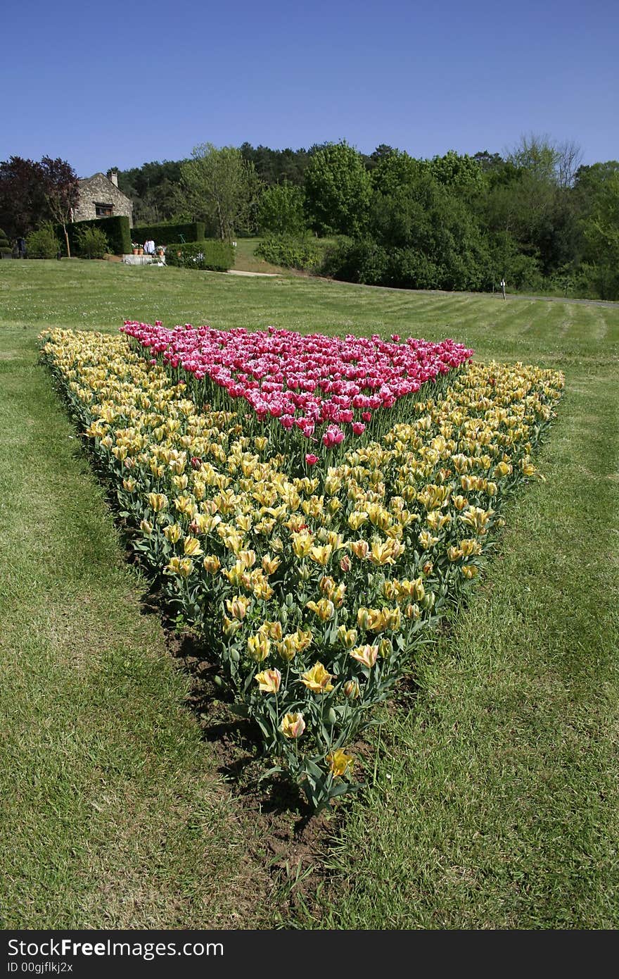 Yellow and pink tulips in garden. Yellow and pink tulips in garden