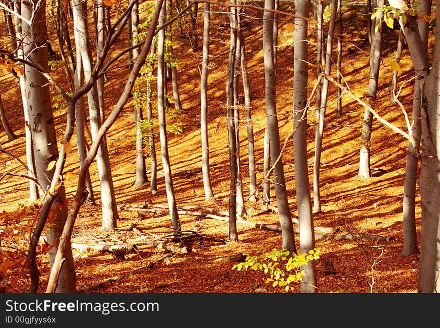 Sunny exposure in the forest in autumn. Sunny exposure in the forest in autumn