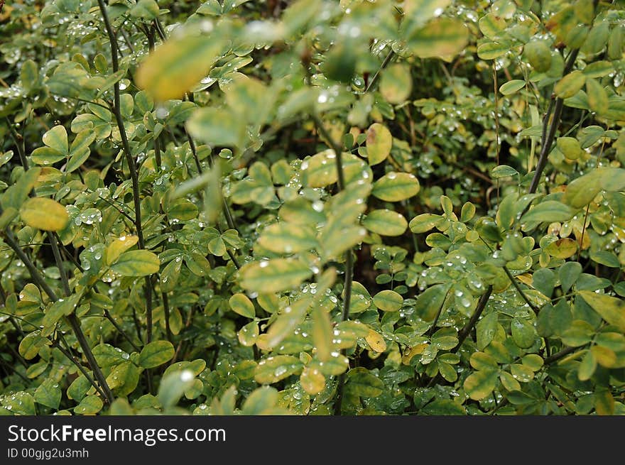 Rain watter over green and yellow leafs. Rain watter over green and yellow leafs