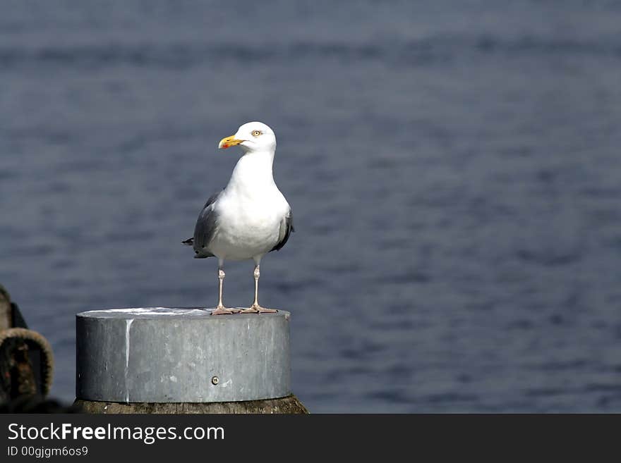 Seagull by seaside