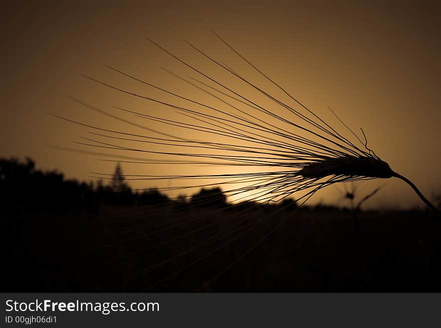 A wheat straw silhouette and a sunset on the background. A wheat straw silhouette and a sunset on the background.