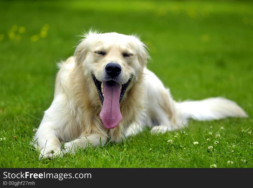 Golden retriever taken a nap after a long walk. Golden retriever taken a nap after a long walk.