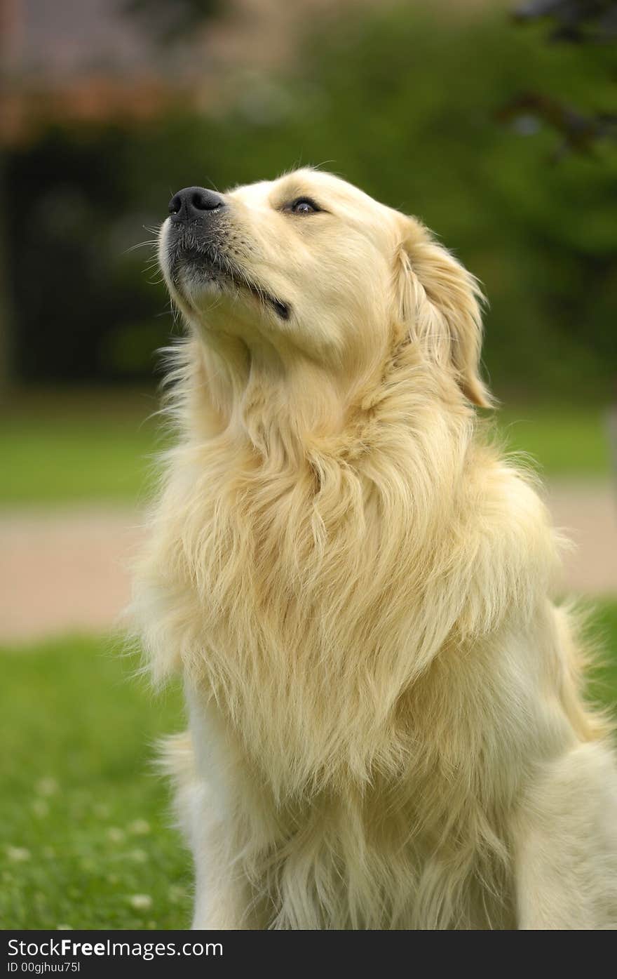 A golden retriever being trained to sit on command. A golden retriever being trained to sit on command