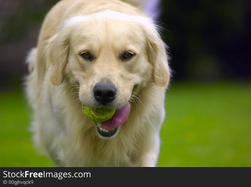 Golden Retriever enjoying himself in the park. Golden Retriever enjoying himself in the park