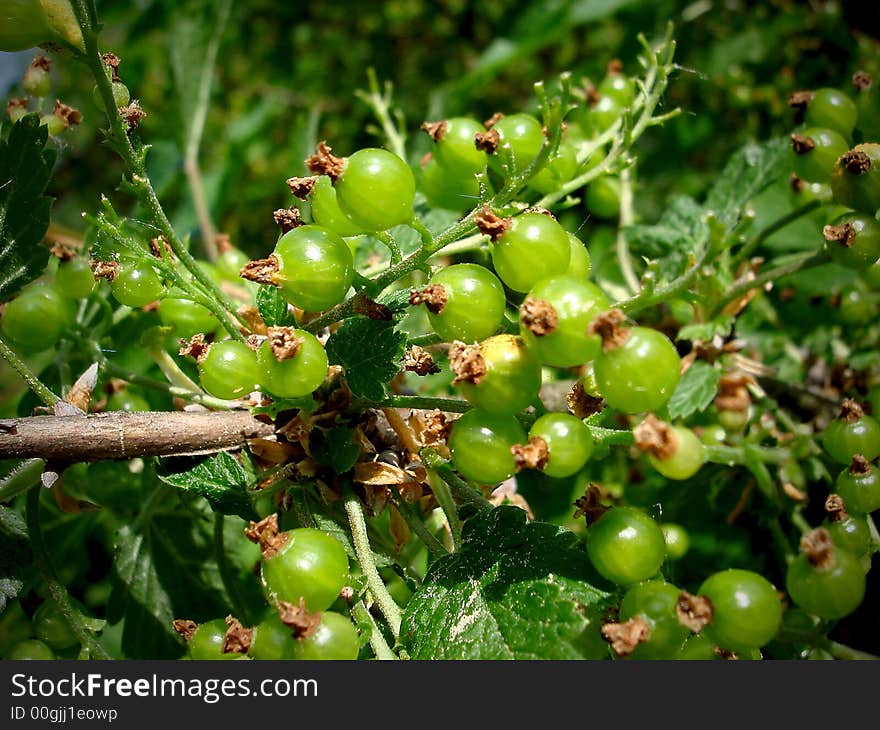 Gooseberries