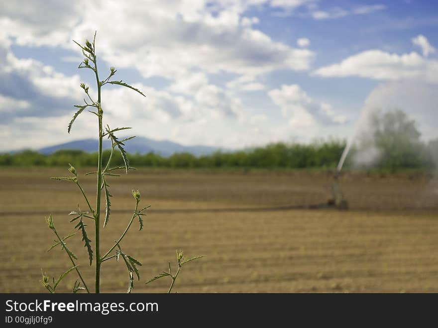 Plant in focus with an hydrant irrigating a field in Umbria out of focus in the background, Italy. Plant in focus with an hydrant irrigating a field in Umbria out of focus in the background, Italy.