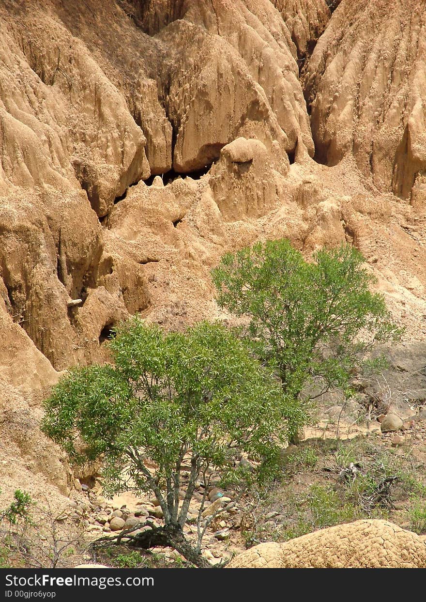 A dried up ravine with new life