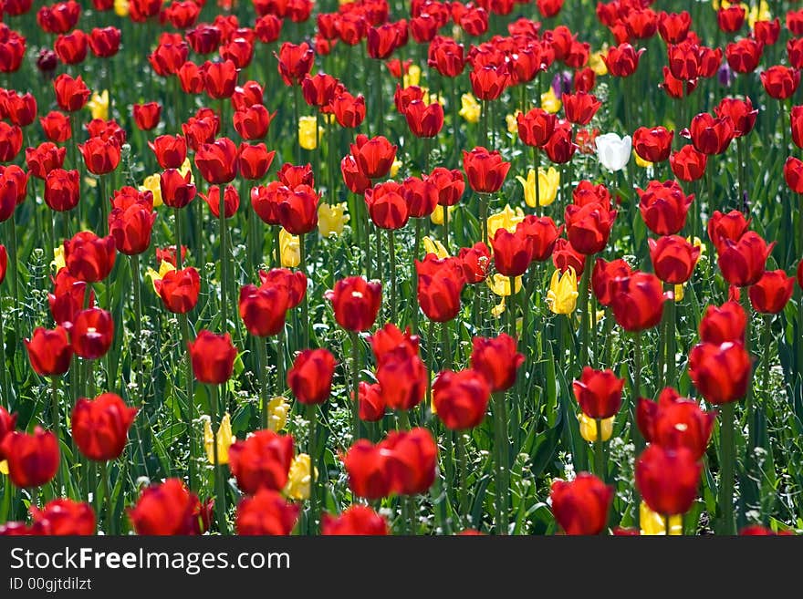 Field of many red tulips