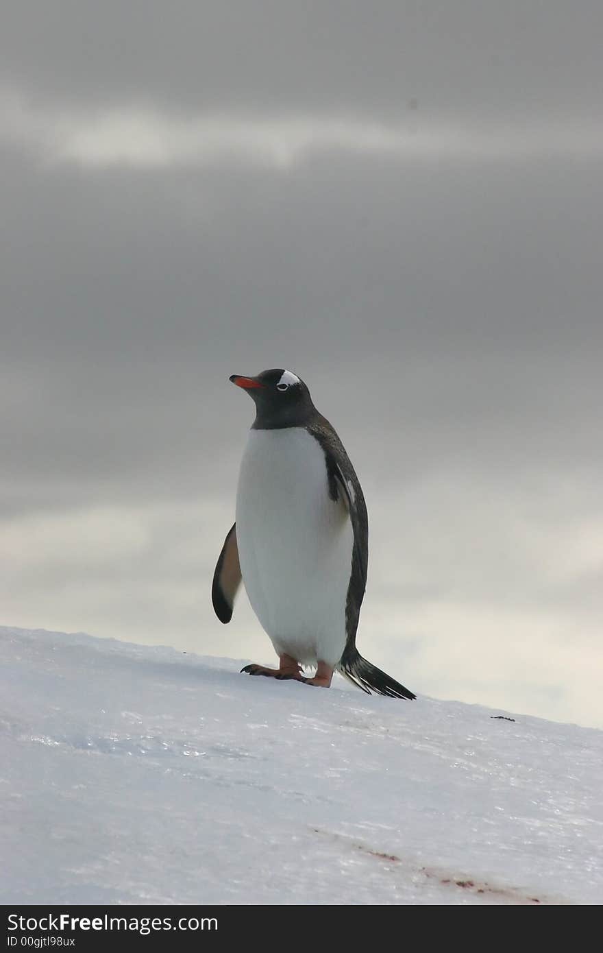 PAPUA PENGUIN STANDING ON AN ICEBERG