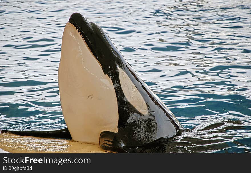 Orca whale