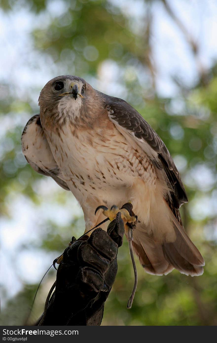 Hawk on master's hand