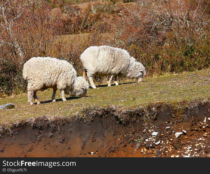 Two merino sheeps feeding in patagonia. Two merino sheeps feeding in patagonia