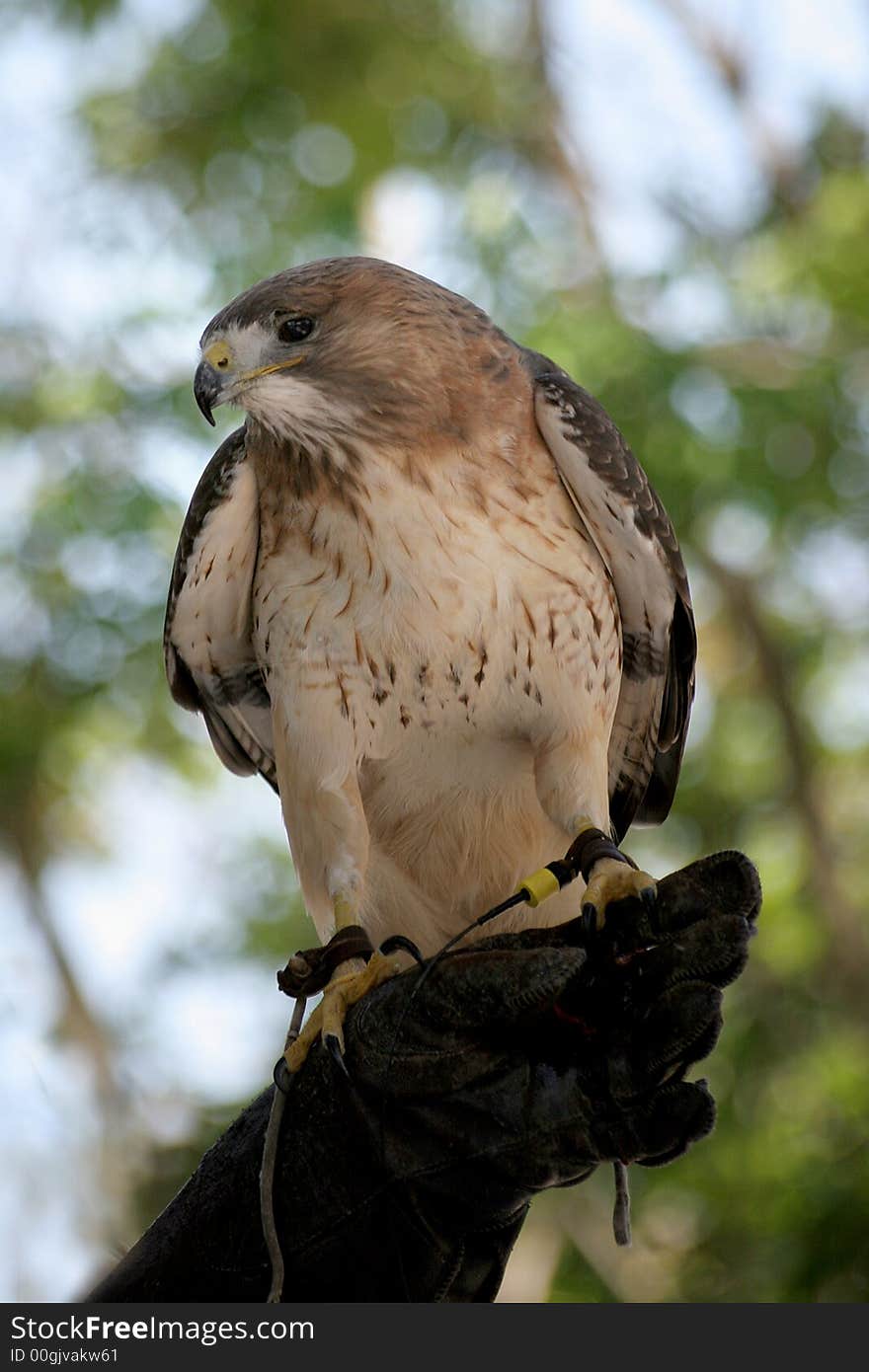 Hawk on master's hand