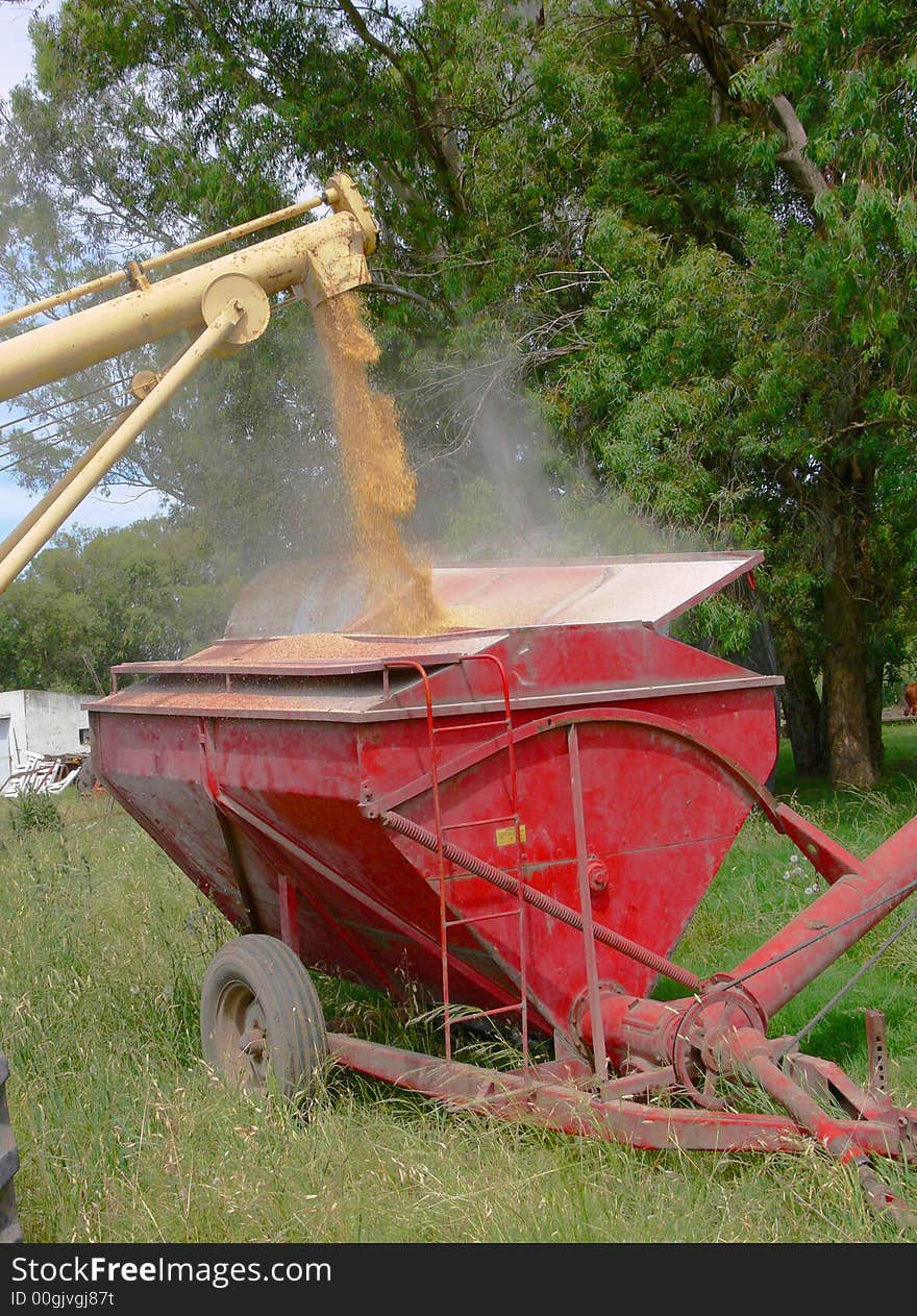 Loading wheat seeds