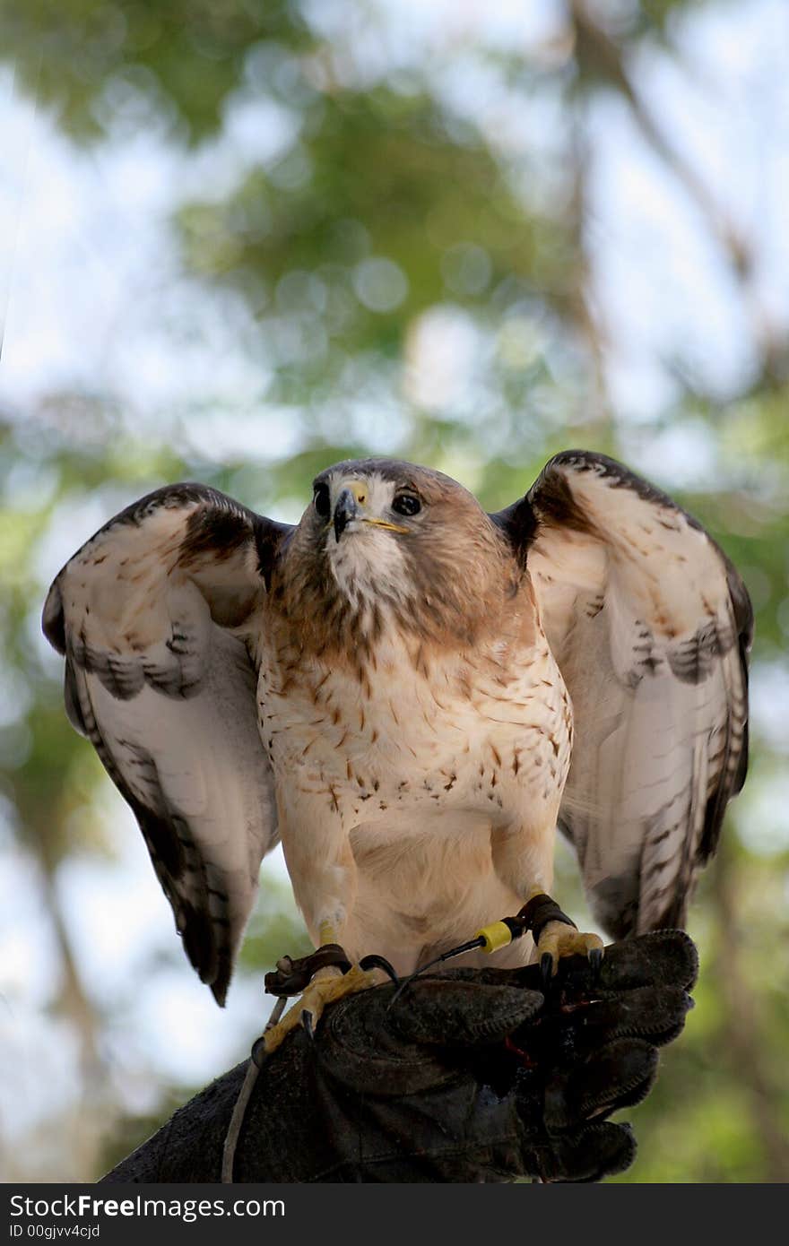 Hawk on master's hand