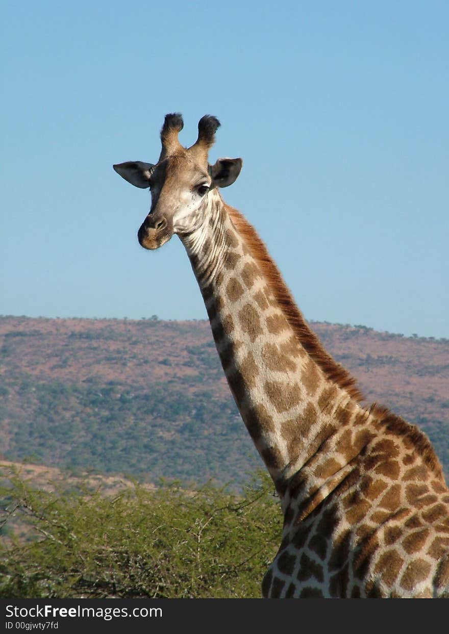 Giraffe standing and staring at the camera