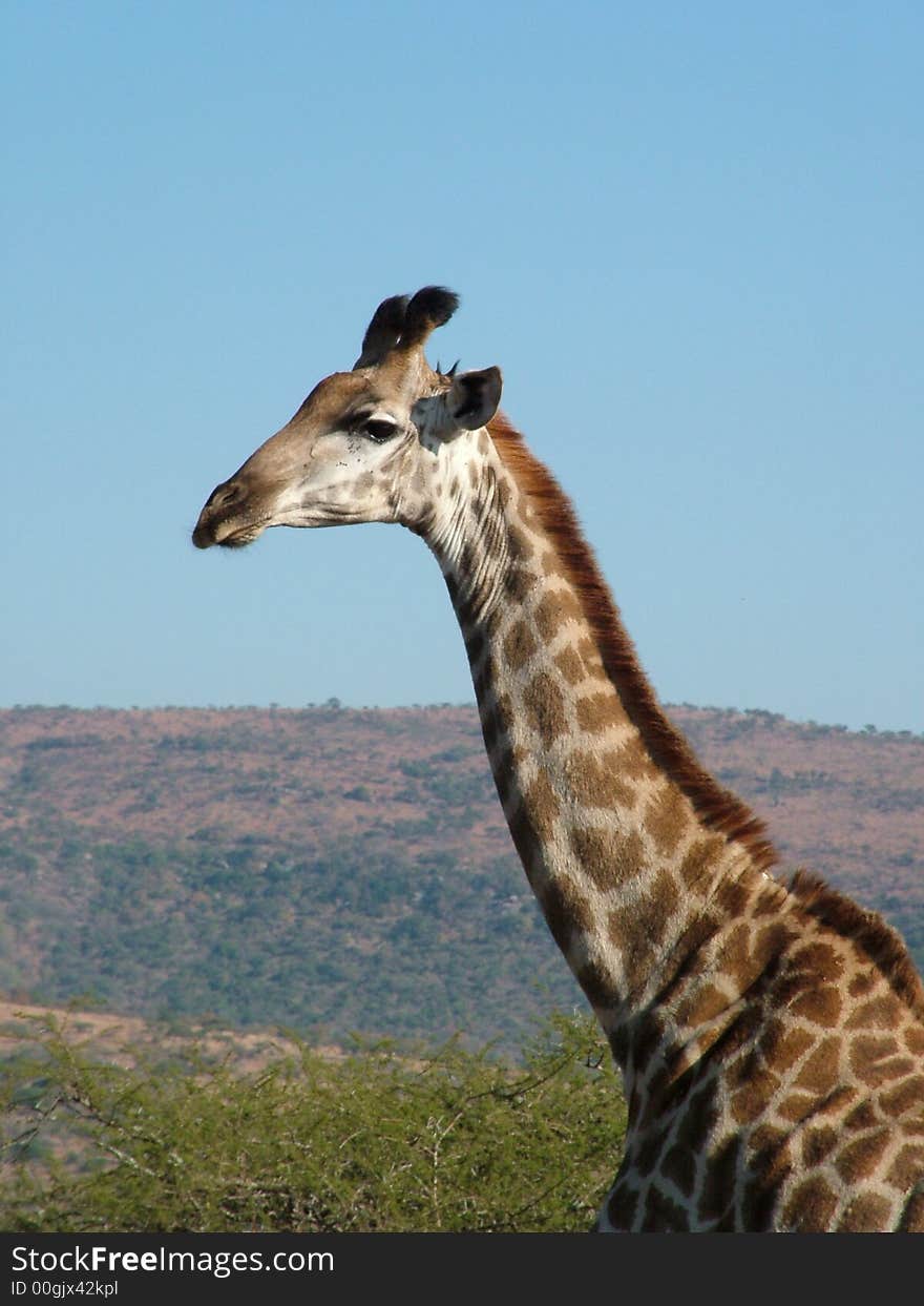 A Giraffe looking ahead of itself