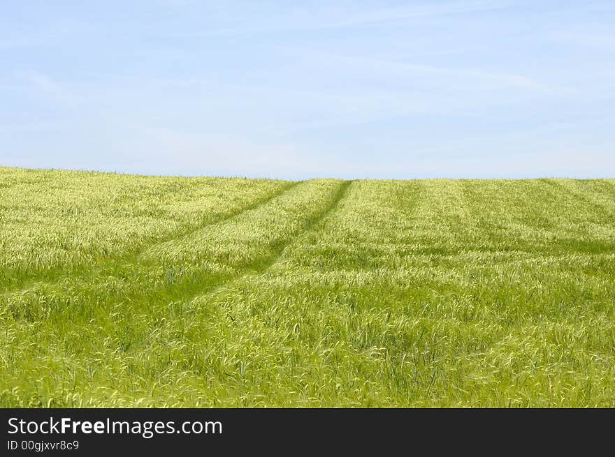 Green field and blue sky.