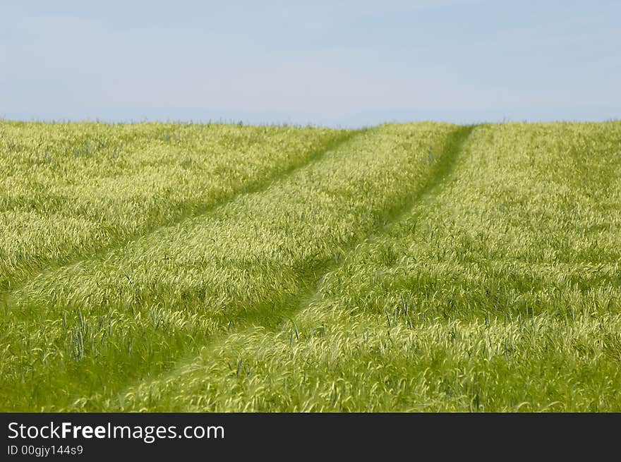 Track on a green field. Track on a green field.