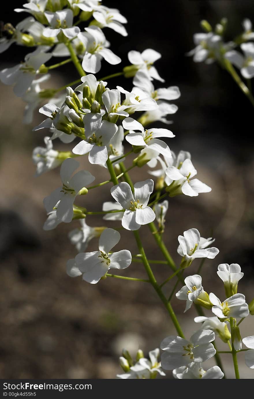 An airy stem of delicate white blossoms rises above this mat forming plant on a sunny day against a blurred nature background, blooming in mid spring. Botanical Name: Arabis x sturii. Common Names: Rock Cress, Creeping Wall Cress. An airy stem of delicate white blossoms rises above this mat forming plant on a sunny day against a blurred nature background, blooming in mid spring. Botanical Name: Arabis x sturii. Common Names: Rock Cress, Creeping Wall Cress.