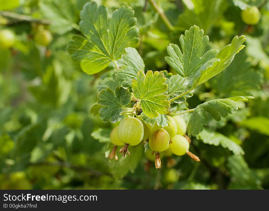 Canon EOS 20D. Branch of a gooseberry under the sun