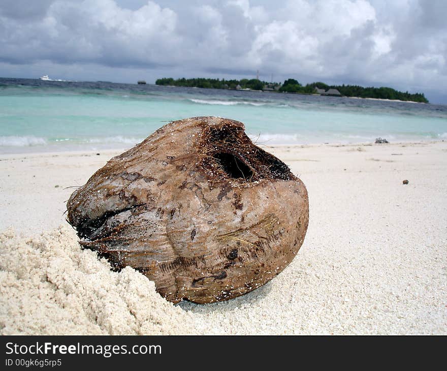 An empty coconut hulk near the beach area