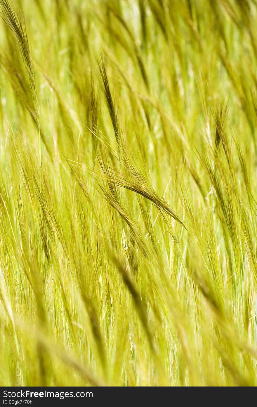 Spikelets To Be Harvested