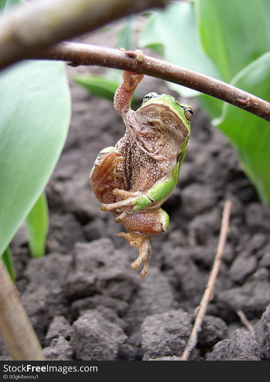 Prankish frog on a brunch