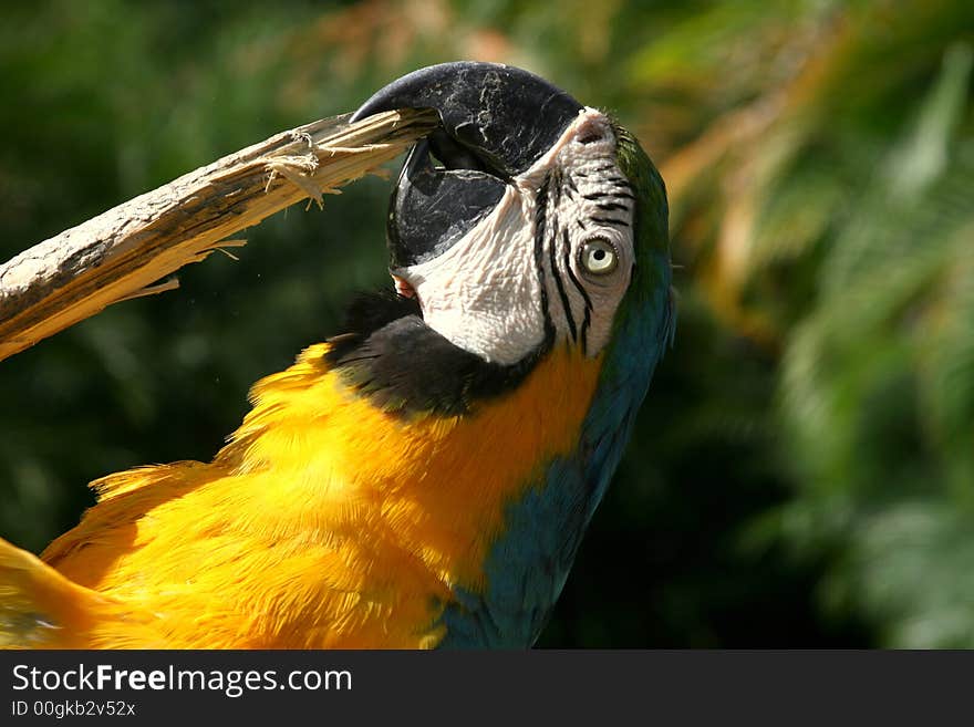 Macaws