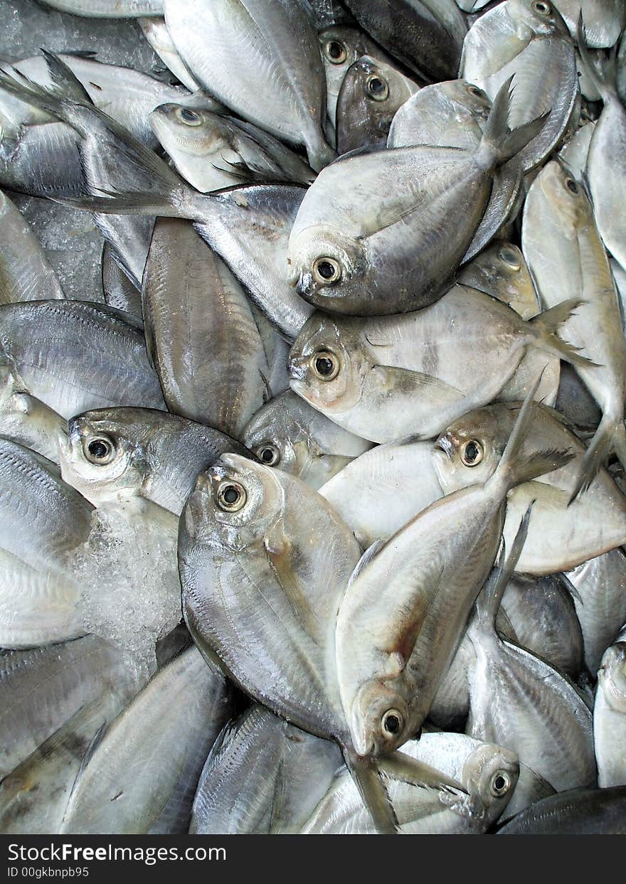 Fish At Market