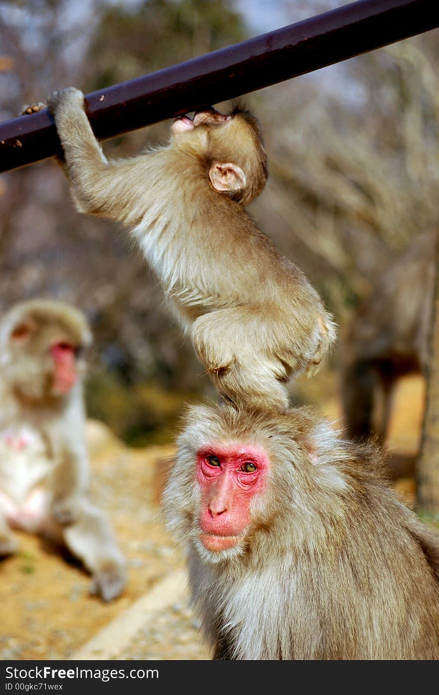 Native Japanese monkeys in the mountains near Kyoto. Native Japanese monkeys in the mountains near Kyoto.