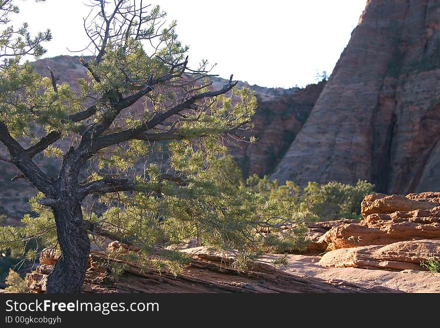 Single old tree on red rocks. Single old tree on red rocks