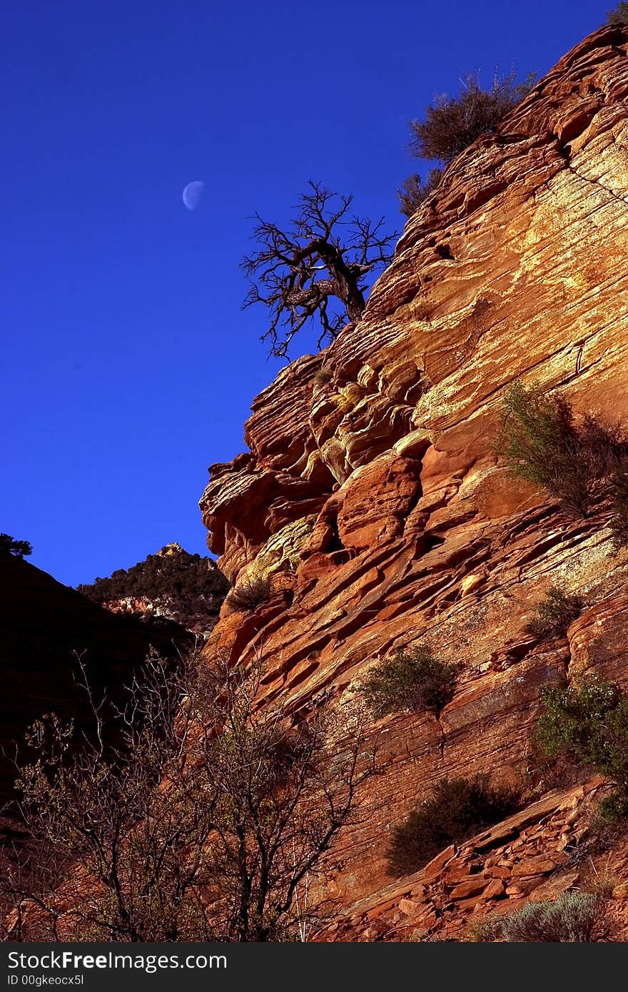 Lone tree with moon on cliff