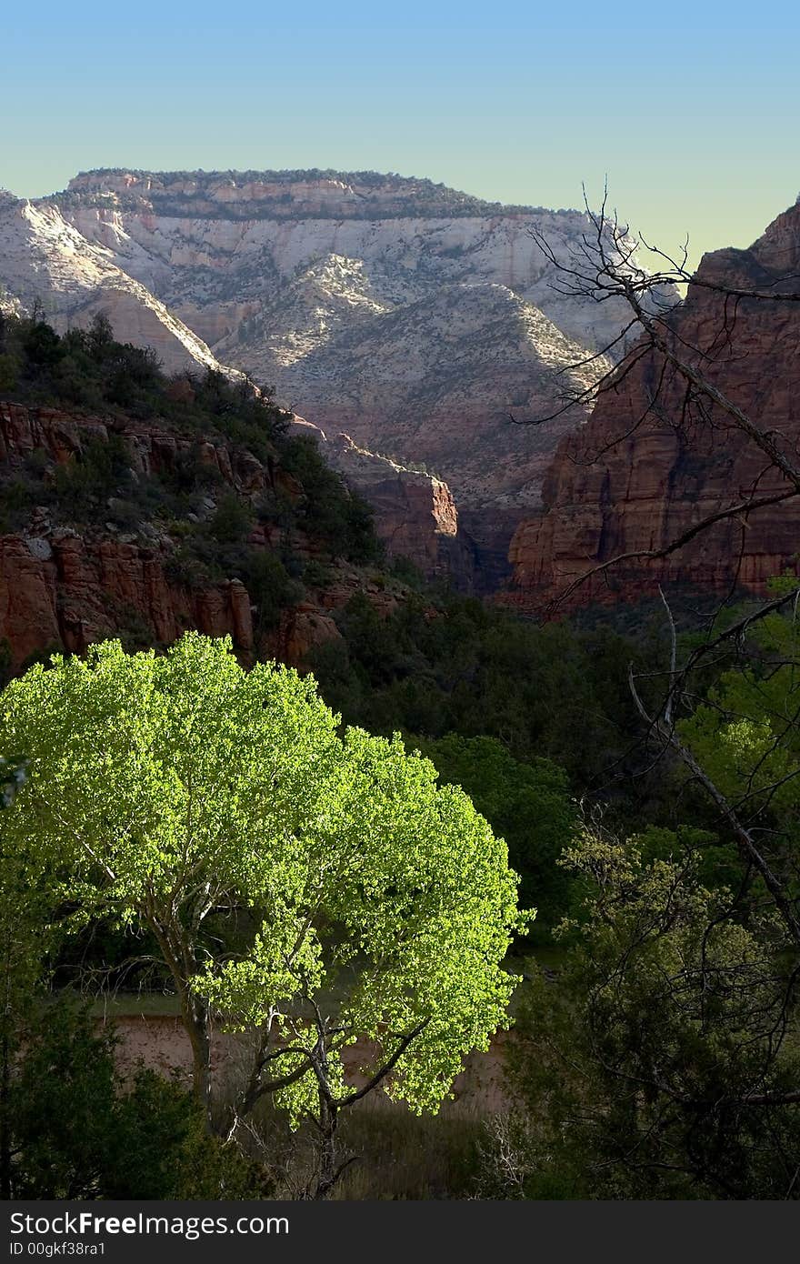 Bright green tree in the sunrise in Zion National Park. Bright green tree in the sunrise in Zion National Park