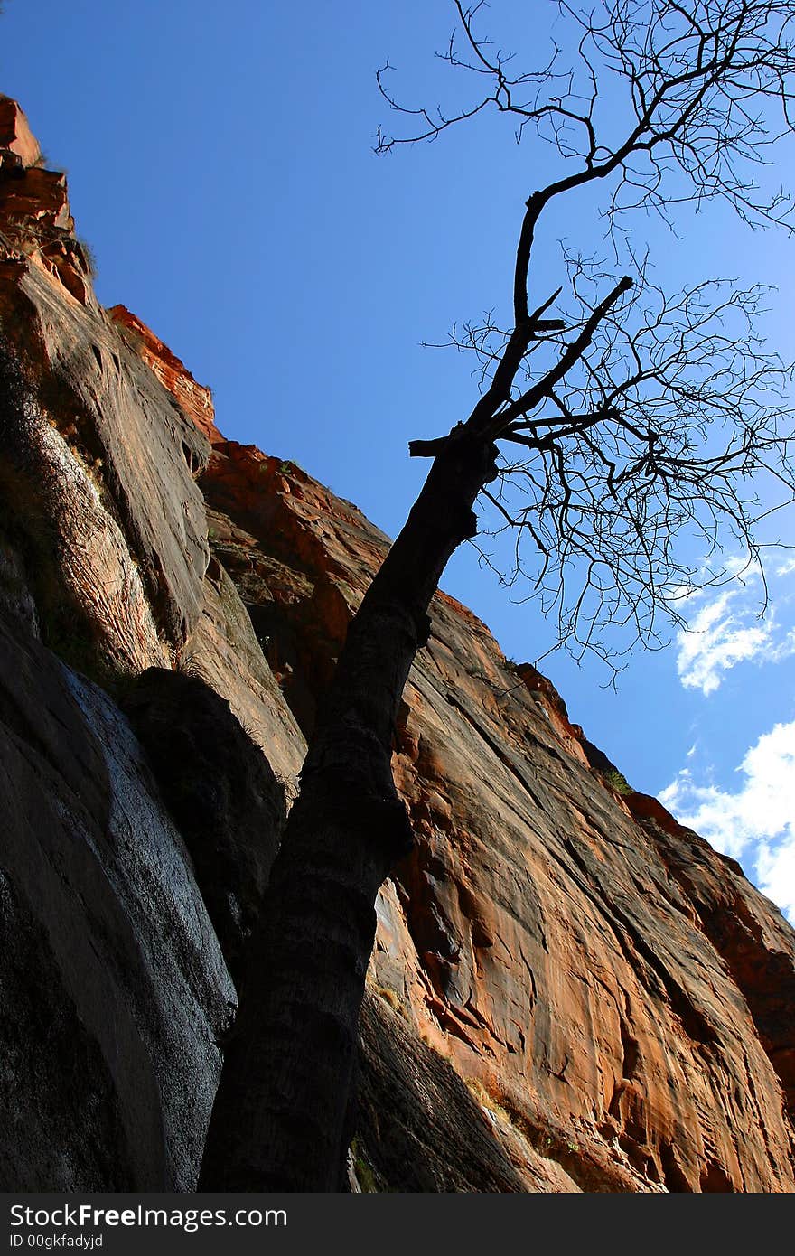 Red cliff of Zion with a single tree. Red cliff of Zion with a single tree